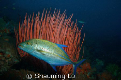 Travelli at Komodo Island dive site by Shauming Lo 